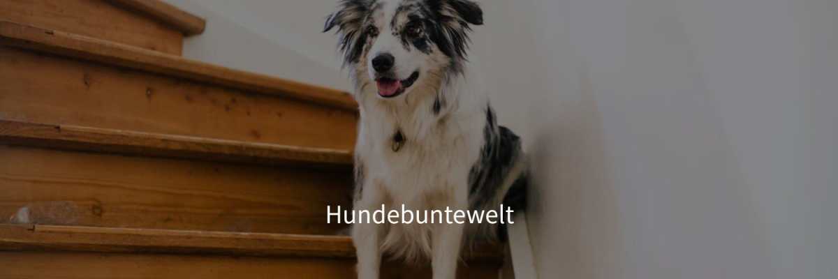 Hundebuntewelt